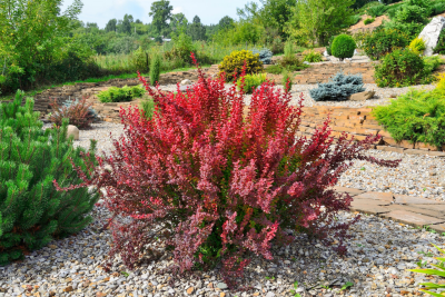 Cultivar Thunbergs barberry (Berberis thunbergii "Red Rocket") in rocky garden. Bright ornamental bush with vivid red-burgundy leaves, focus is at foreground.