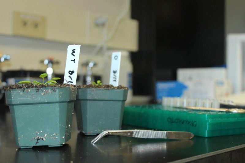 plant samples in a laboratory