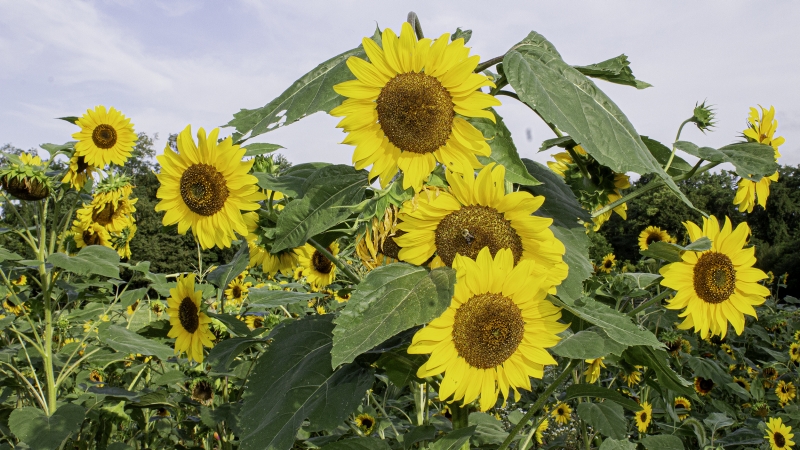 This shows several sunflower plants in bloom.
