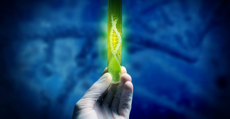 stock image of plant sciences DNA plants in test tubes