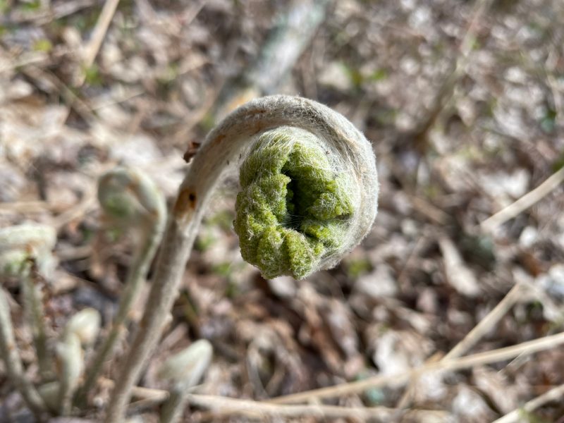 This is an image of a fern frond just about to open.